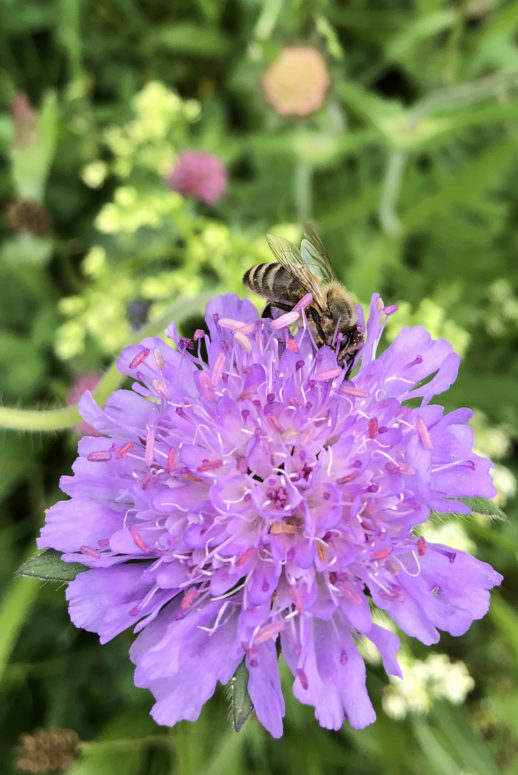 BEE