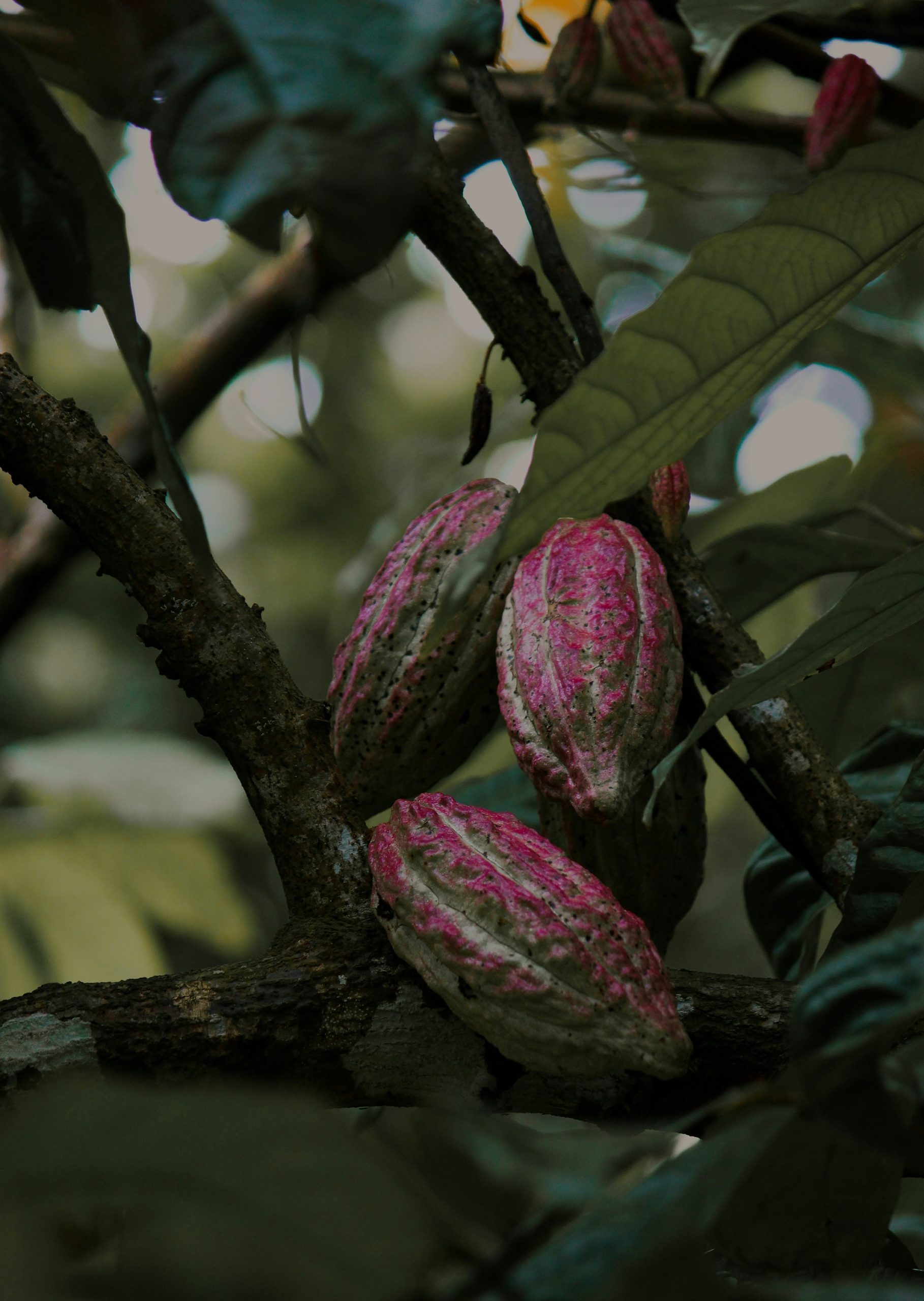 isuru-ranasinha-g1uin4ebL0U-unsplash